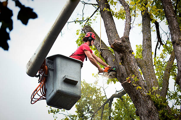 How Our Tree Care Process Works  in Newport East, RI